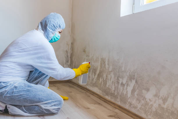 Licensed Black Mold Remediation service in Springfield, MA - 24 Hour Mold Removal