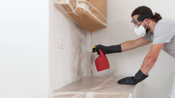 Professional Black Mold Remediation technician working in Springfield, MA