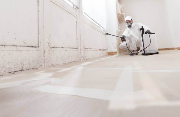 24/7 Emergency Black Mold Remediation experts in Springfield, MA