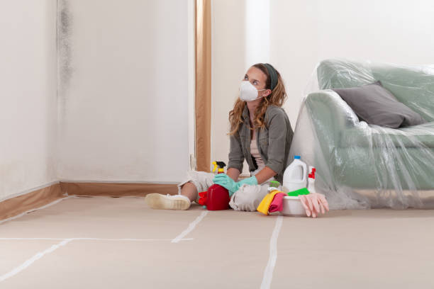 Reliable Black Mold Remediation contractor in Springfield, MA by 24 Hour Mold Removal