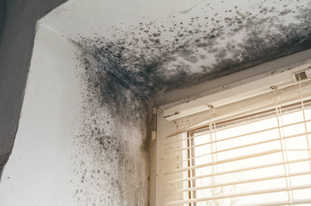 Affordable Black Mold Remediation solutions in Springfield, MA